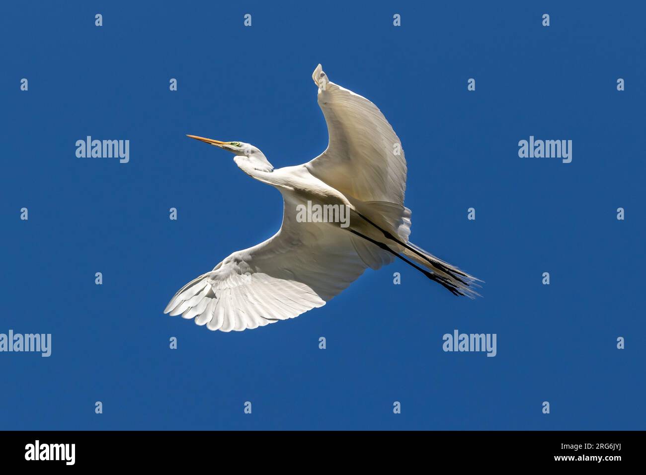 Grande Egret (Ardea alba), le ali si aprono e scivolano nell'aria. Cielo blu dietro. Morro Bary, California. Foto Stock