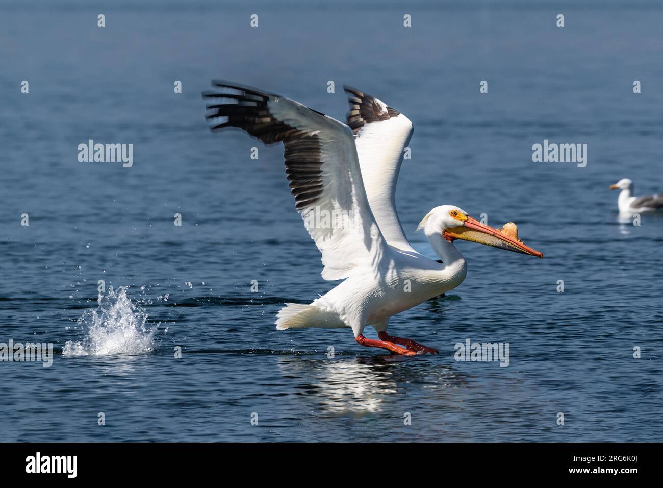American White Pelican (Pelecanus erythrorhynchos), ali sparse, atterraggio sull'acqua. Spruzzi d'acqua dietro. Morro Bay, California. Foto Stock