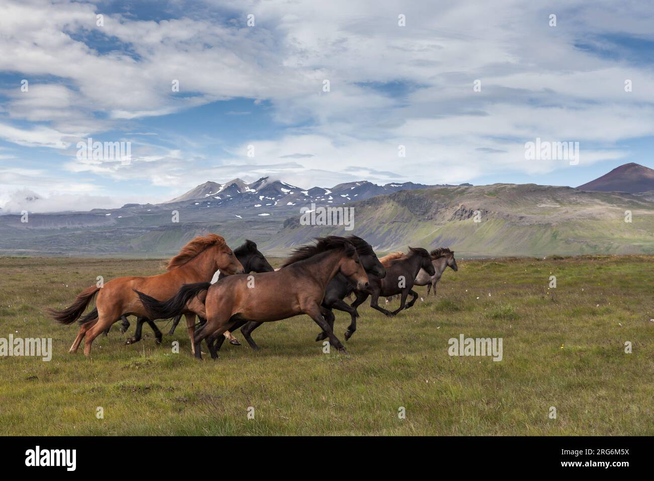 Gruppo di bellissimi cavalli islandesi di colore marrone e nero che corrono veloci con le loro mani che soffiano nel vento. Foto Stock