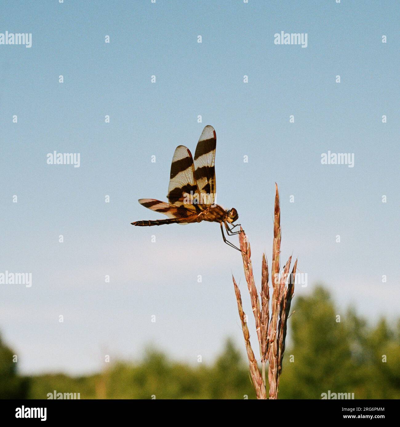 Halloween Pennant (Celithemis eponina) Dragonfly. Nome scientifico: Celithemis eponina. Famiglia: Libellulidae. Ordine: Odonata. Regno: Animalia. Foto Stock