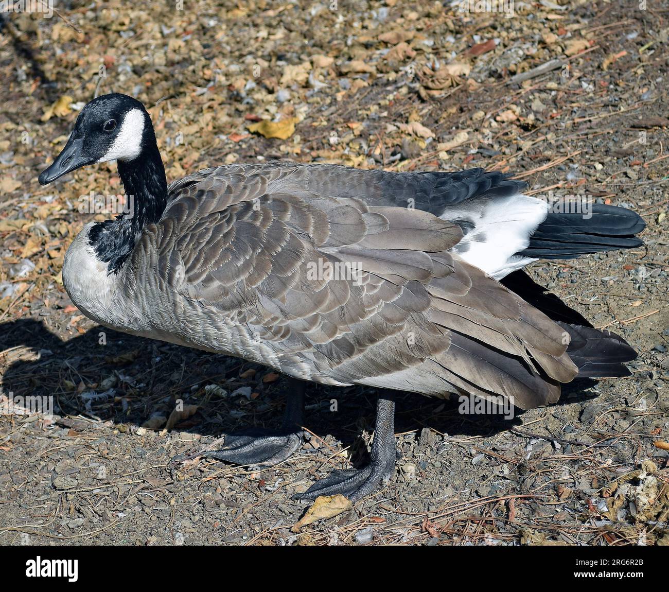 Canada Goose, Branta canadensis, a Union City, California Foto Stock