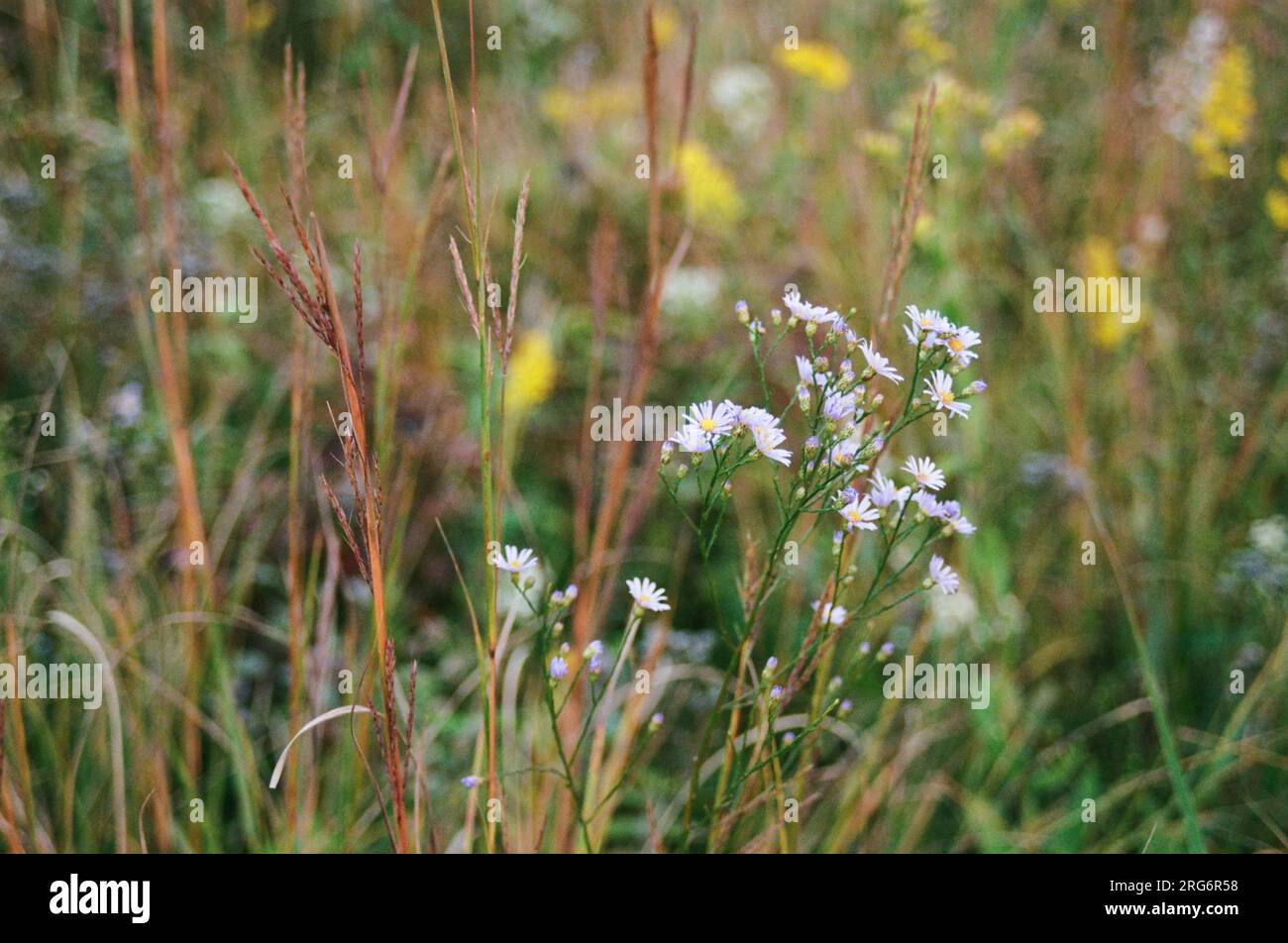 Fiori selvatici e prateria nel prato - Bloomington, Minnesota. pellicola da 35 mm. Foto Stock