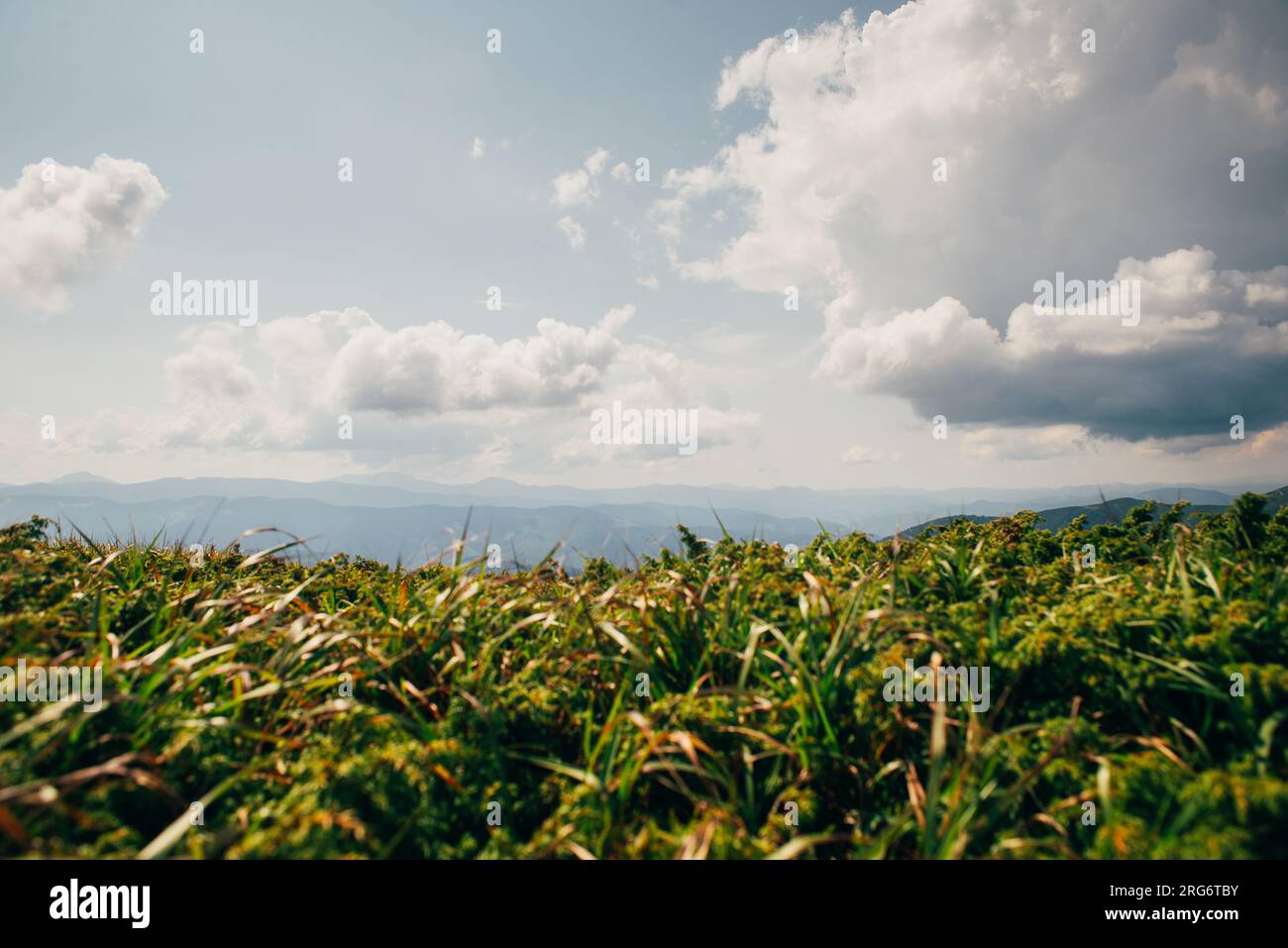 Primo piano lascia il ginepro nelle nuvole blu sullo sfondo del cielo nella montagna dei Carpazi, scene all'aperto, paesaggio drammatico colore verde Foto Stock