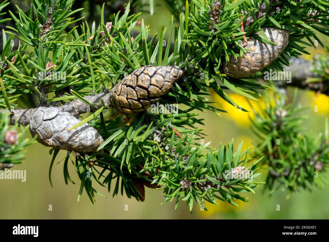 Jack Pine, coni, Pinus banksiana Foto Stock