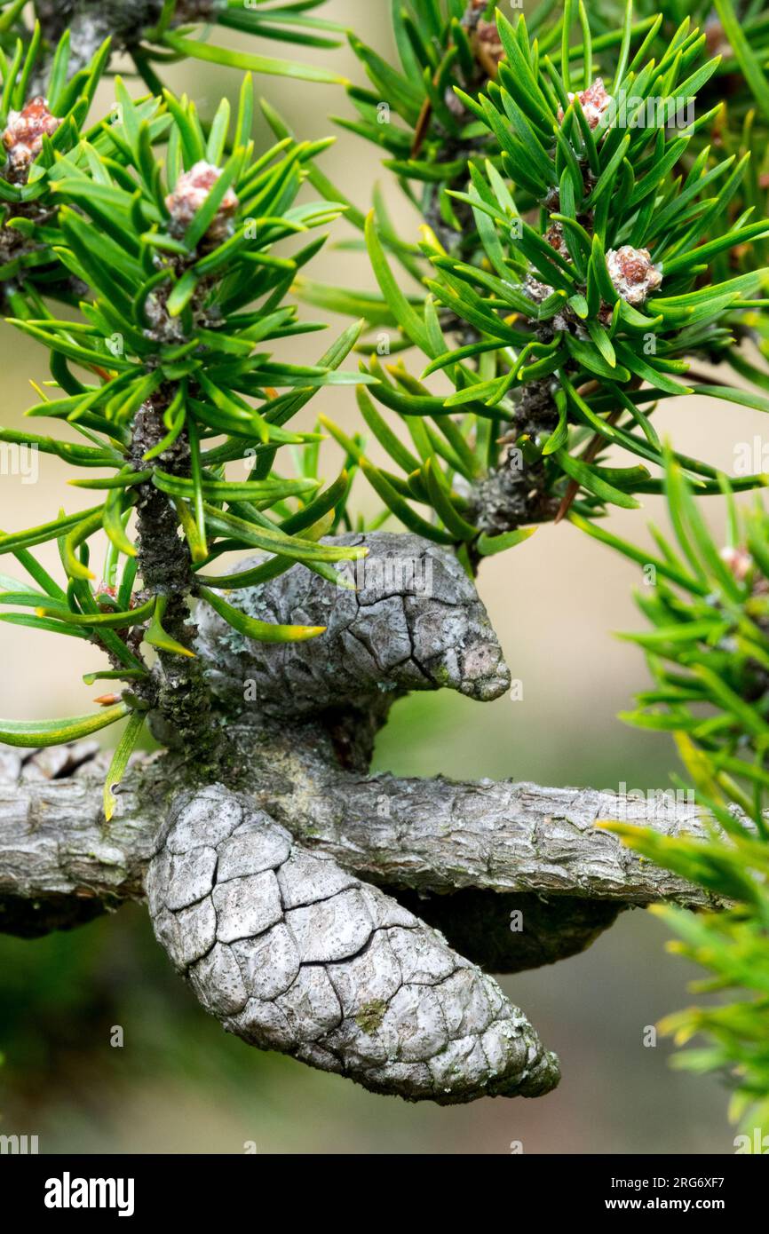 Jack Pine, Pinus banksiana, cono Foto Stock