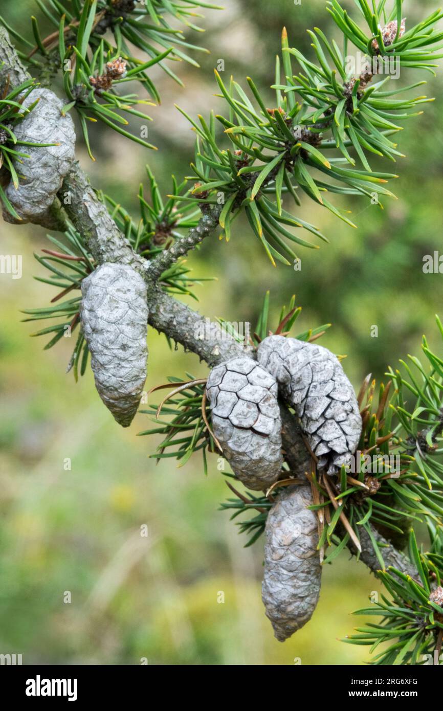 Pinus banksiana, coni, Jack Pine, coni femminili Foto Stock