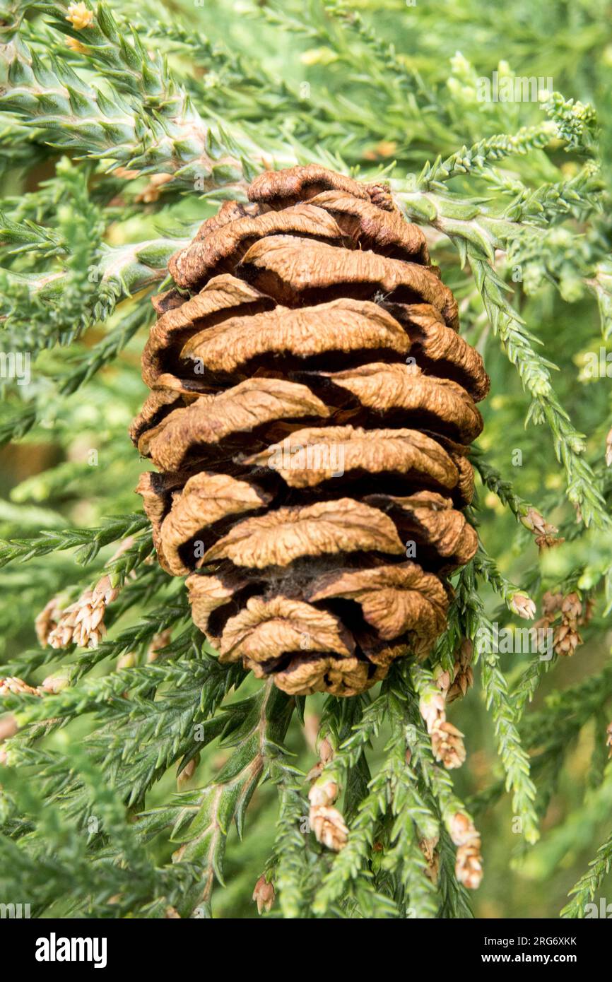 Sequoiadendron giganteum Cone Foto Stock