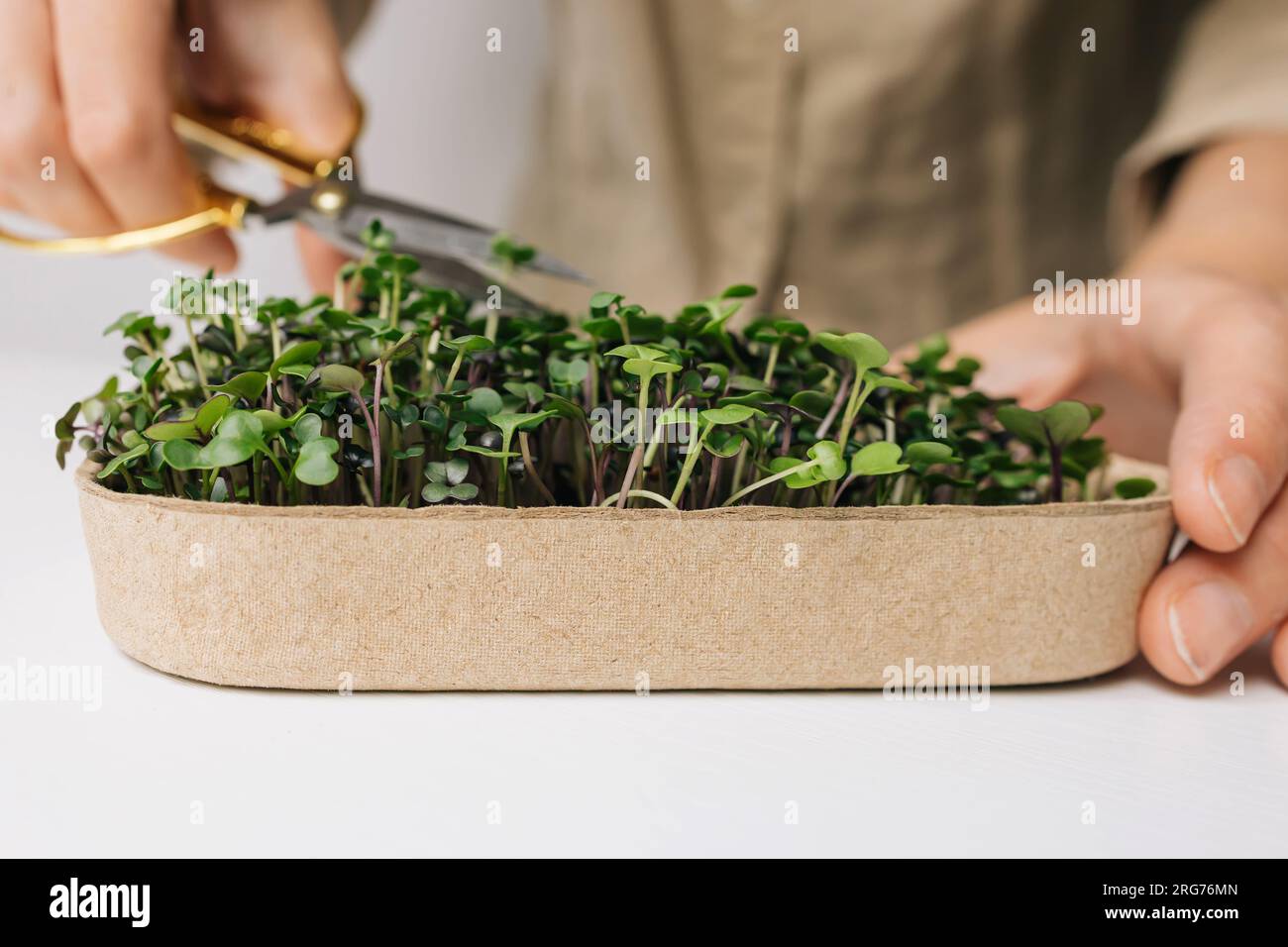 Primo piano di una donna irriconoscibile che taglia il micro verde coltivato in casa pronto per mangiare ; stile di vita sostenibile e sano Foto Stock