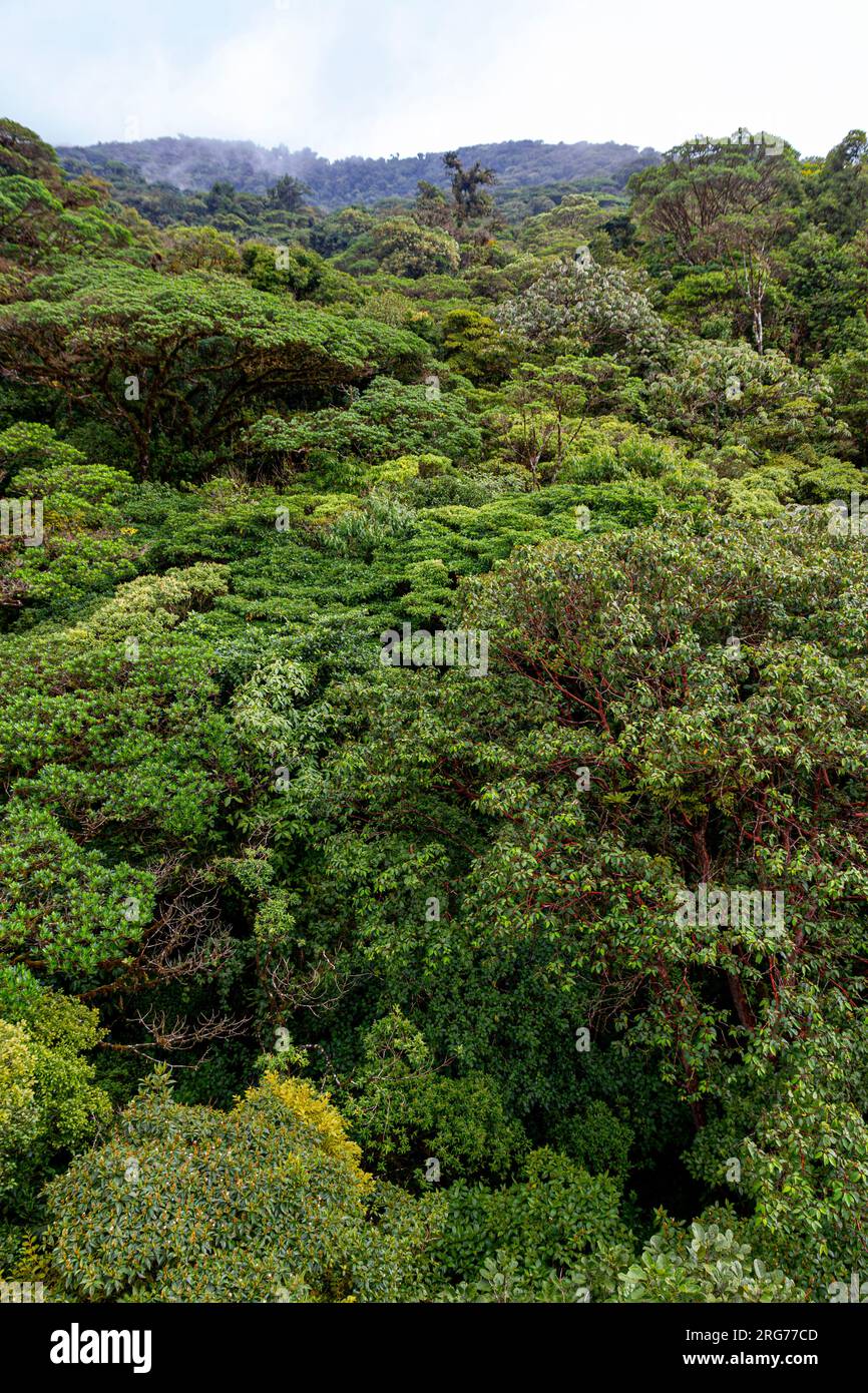 Foresta nuvolosa Costa Rica di Monteverde Foto Stock