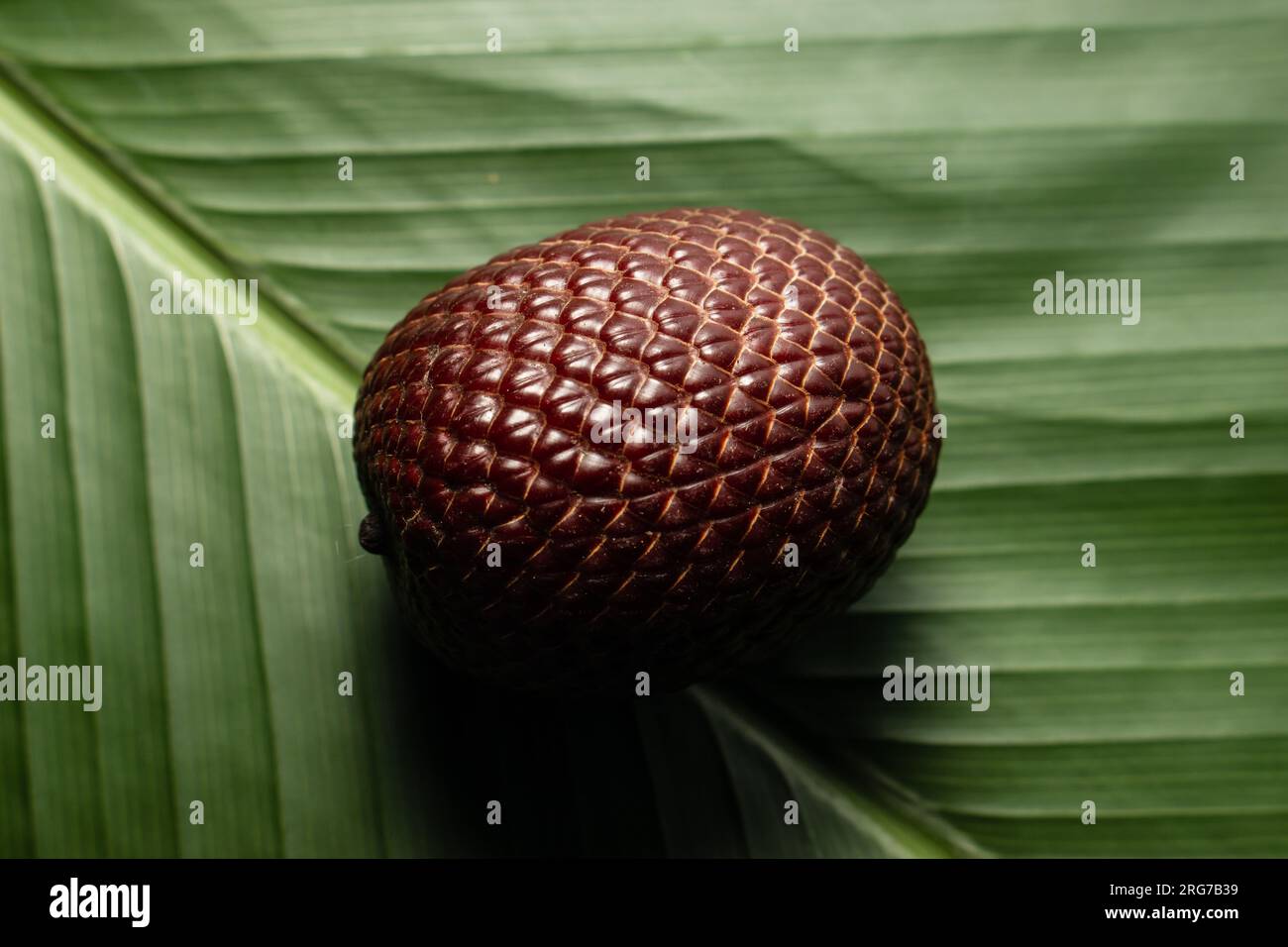 Il Buruti è un frutto ampiamente consumato in Amazzonia, è nutriente e ha molte proprietà che lo rendono molto delizioso. Foto Stock