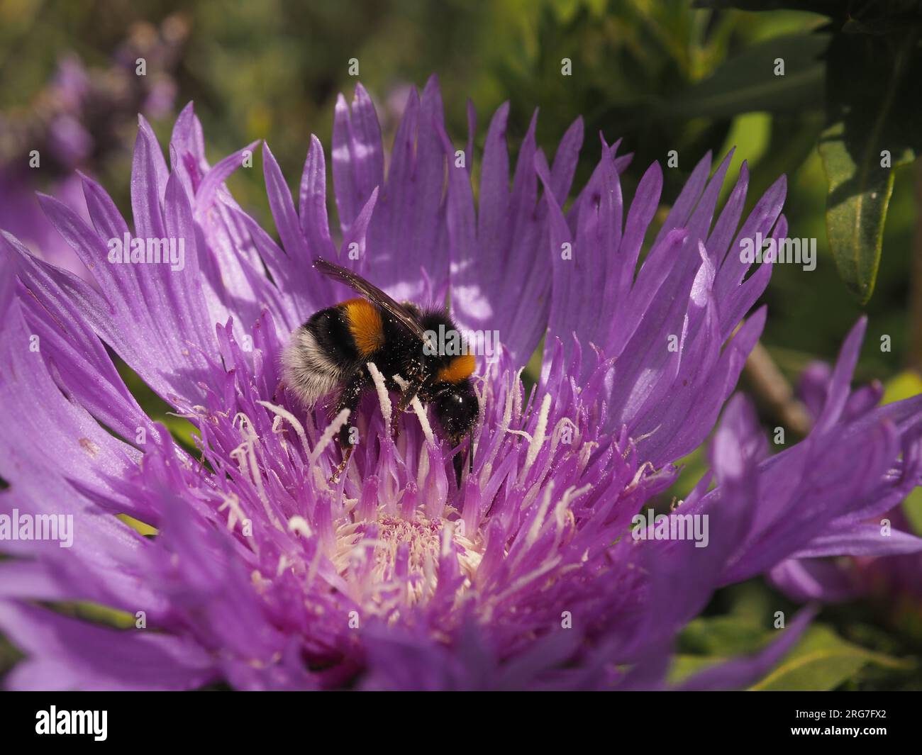 Un Bumble Bee dalla coda bianca settentrionale (Bombus magnus) su un aster di fiordaliso (Stokesia laevis) alla ricerca di polline, ravvicinato, bellezza della natura Foto Stock