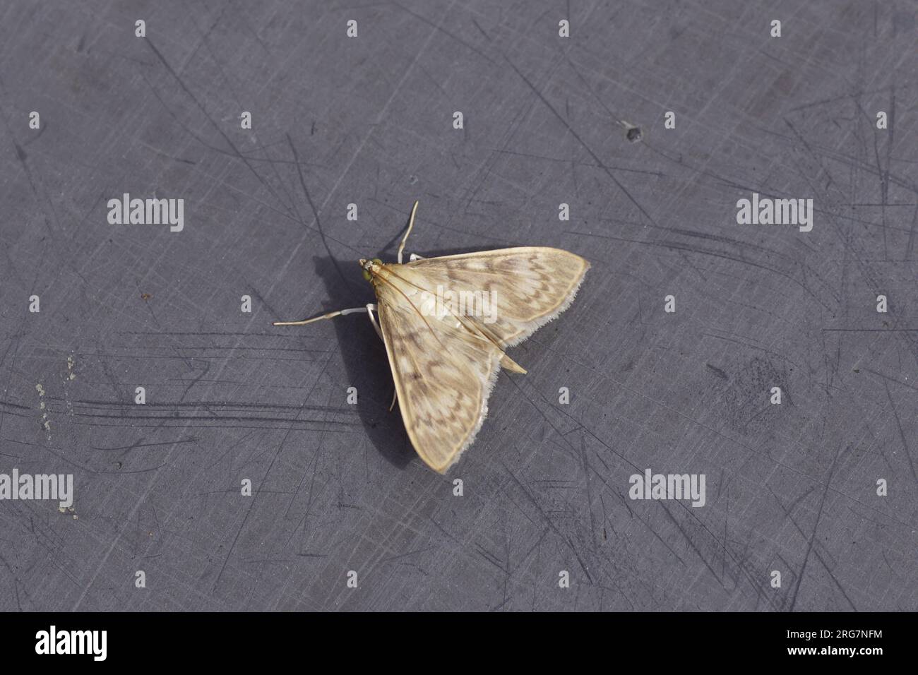 Ravvicinato falena d'erba madre della perla (Pleuroptya ruralis). Sottofamiglia Pyraustinae, famiglia Crambidae. Su un piano in plastica grigia graffiato. Estate, Foto Stock