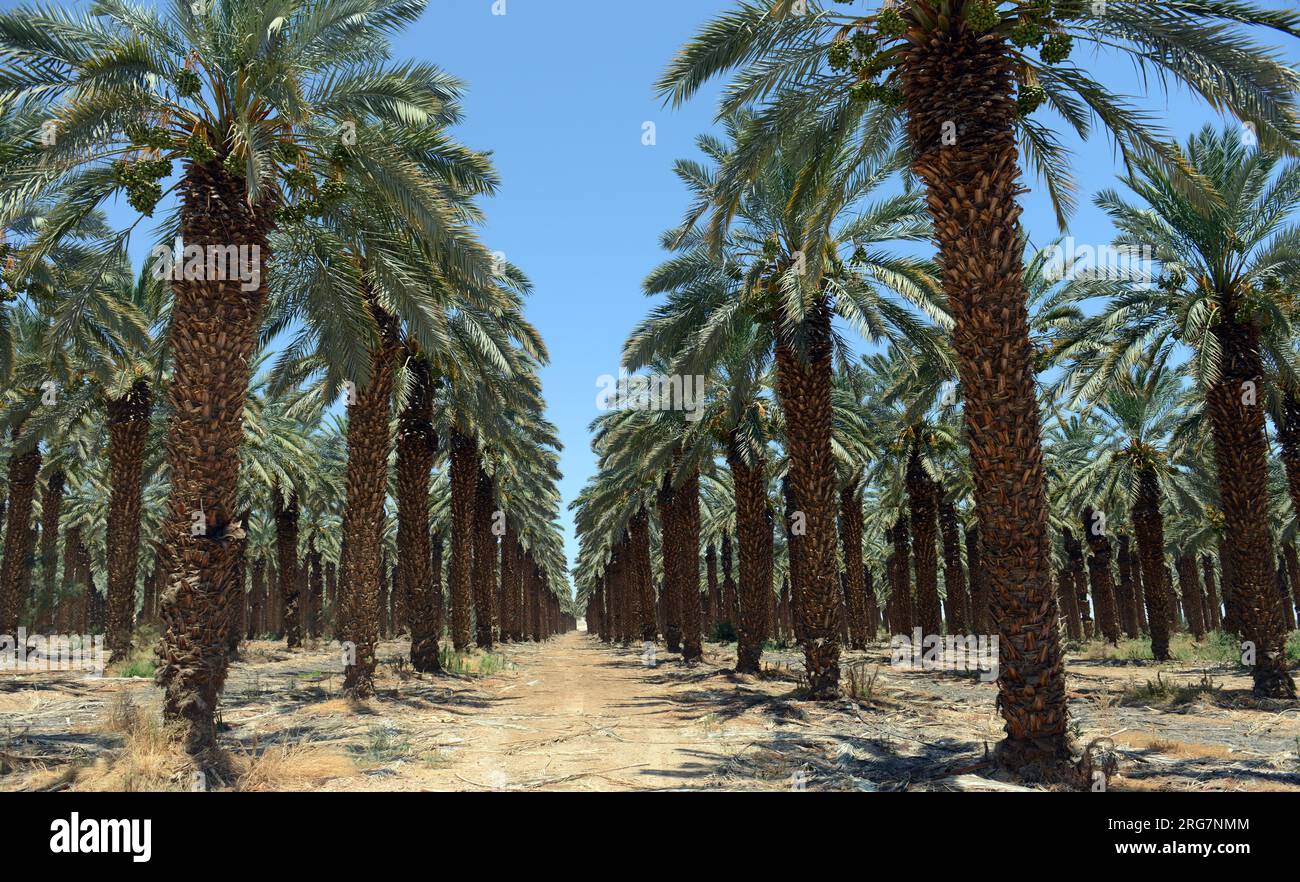 Fattoria di palme da dattero a Kibbutz Kalya vicino al Mar morto, Rift Valley, Israele. Foto Stock