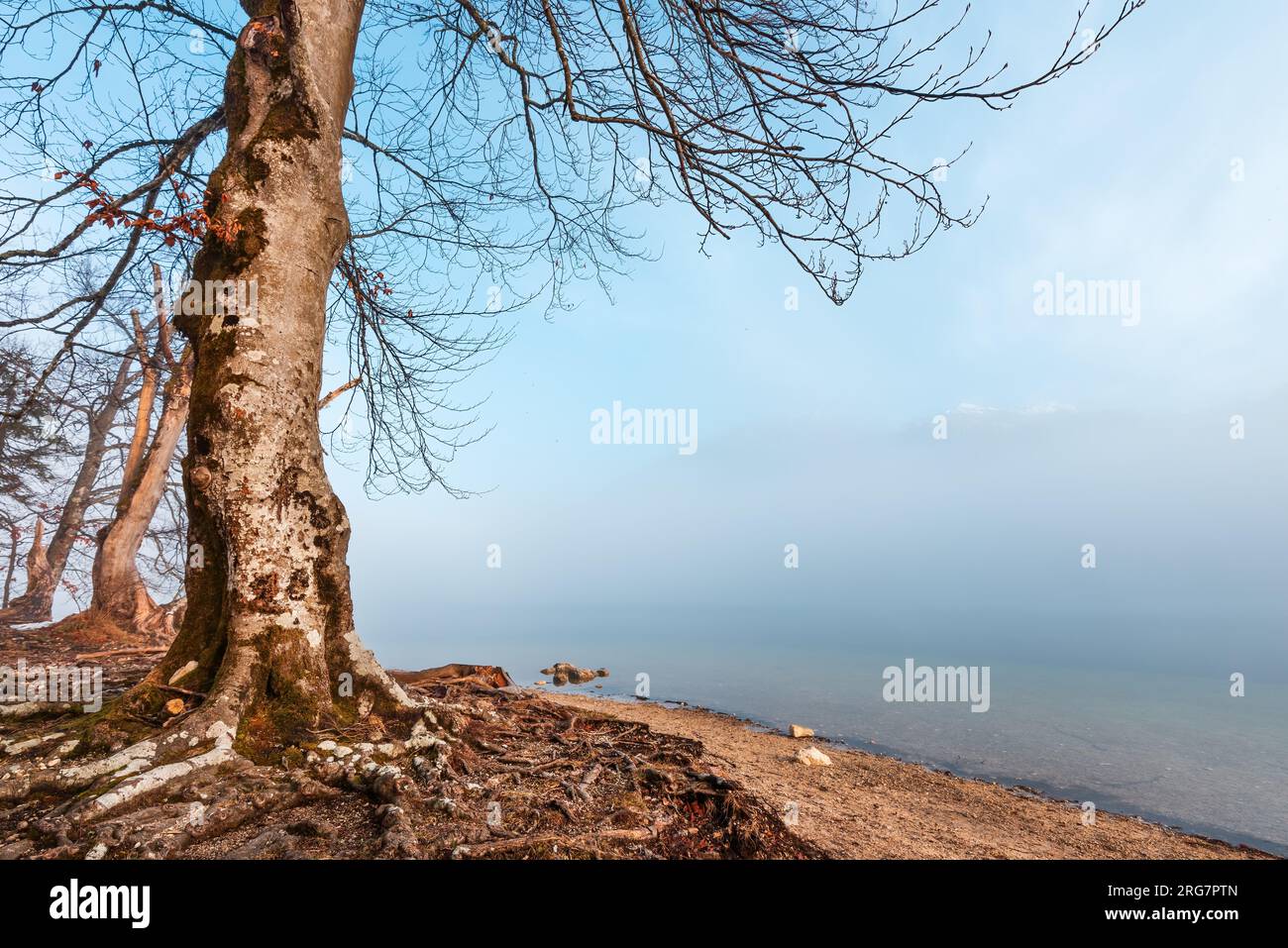 Vecchio albero vicino al lago Bohinj nella nebbia nella fredda mattinata invernale di febbraio, fuoco selettivo Foto Stock