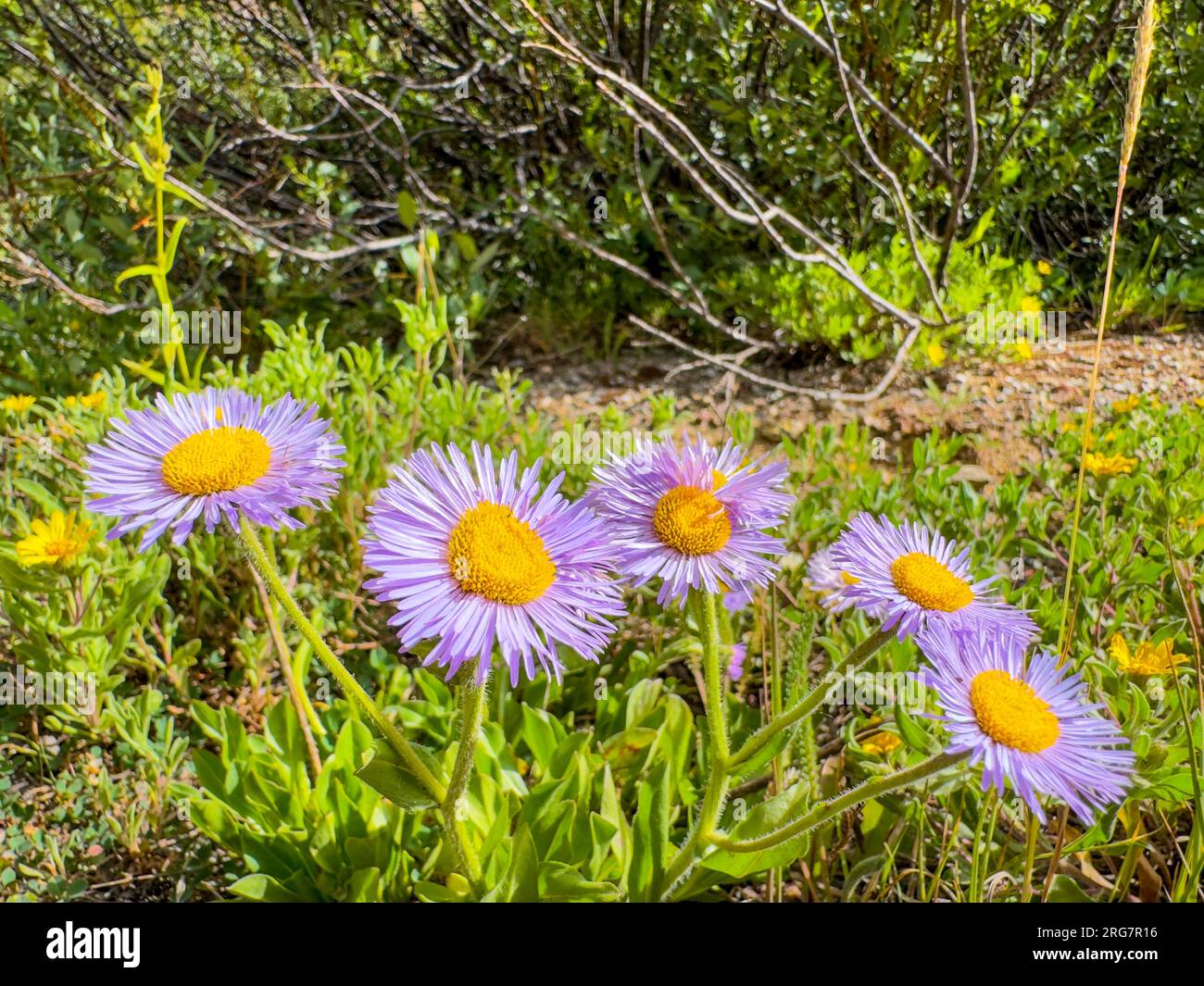 Foto di margherite viola su una montagna del Colorado Foto Stock