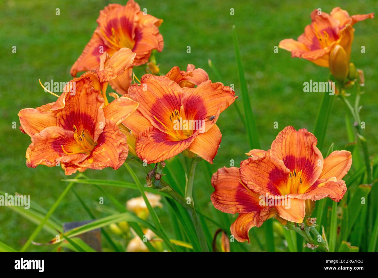 'Ballyhoo' Daylily, Daglilja (Hemerocallis) Foto Stock