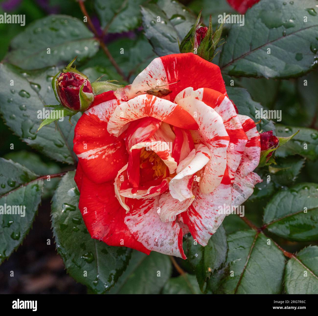 "Hanky Panky' Floribunda Rose, Floribundaros (rosa) Foto Stock