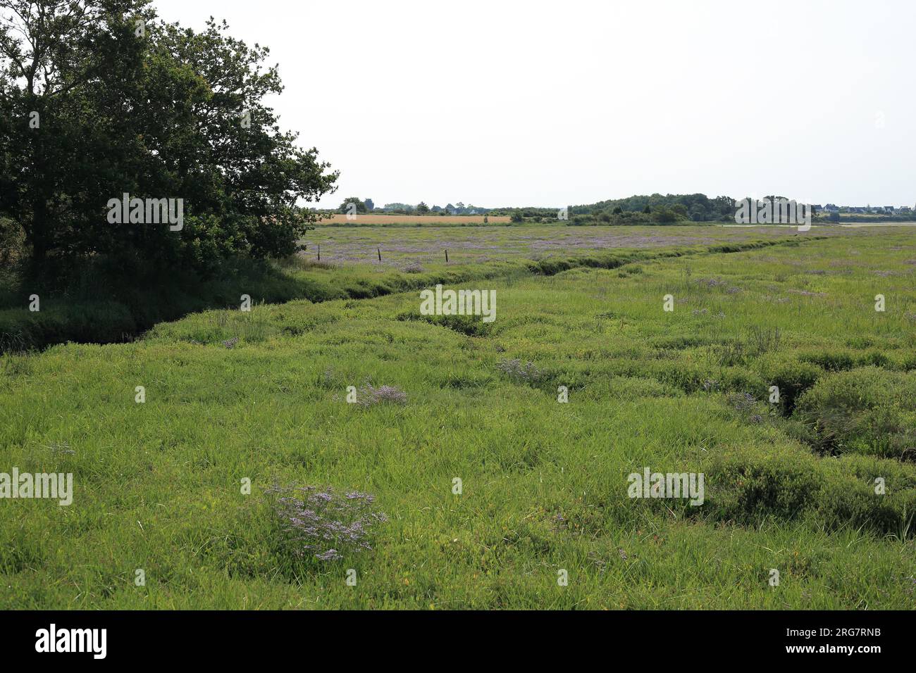 Palude salata con lavanda marina tra le Ruello e Ozon, Sene, Vannes, Morbihan, Bretagna, Francia Foto Stock