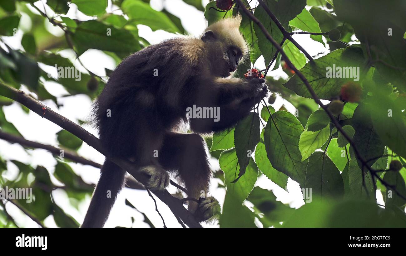 (230808) -- CHONGZUO, 8 agosto 2023 (Xinhua) -- Un langur con testa bianca si impadronisce in una riserva naturale nazionale nella città di Luobai del distretto di Jiangzhou, città di Chongzuo, regione autonoma di Guangxi Zhuang nel sud della Cina, 4 agosto 2023. Il langur dalla testa bianca è una delle specie di primati più a rischio al mondo ed esclusiva della Cina. L'animale a rischio di estinzione, caratterizzato dai capelli bianchi sulla testa, è avvistato nelle colline carsiche tra i fiumi Zuojiang e Mingjiang nella città di Chongzuo, Guangxi. Negli anni '1980, la popolazione di langur dalla testa bianca diminuì a circa 300 a causa della deforestazione, della terra Foto Stock