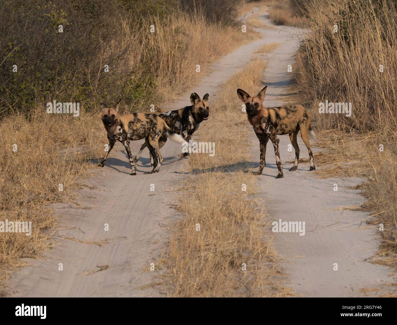 Zimbabwe, Africa, luglio 2023: Tre giovani cani da caccia africani guardano lo spettatore dopo aver fatto un omicidio Foto Stock