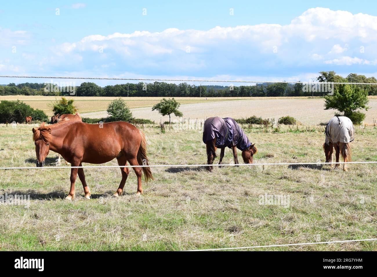 cavallo bruno su prati asciutti in estate Foto Stock