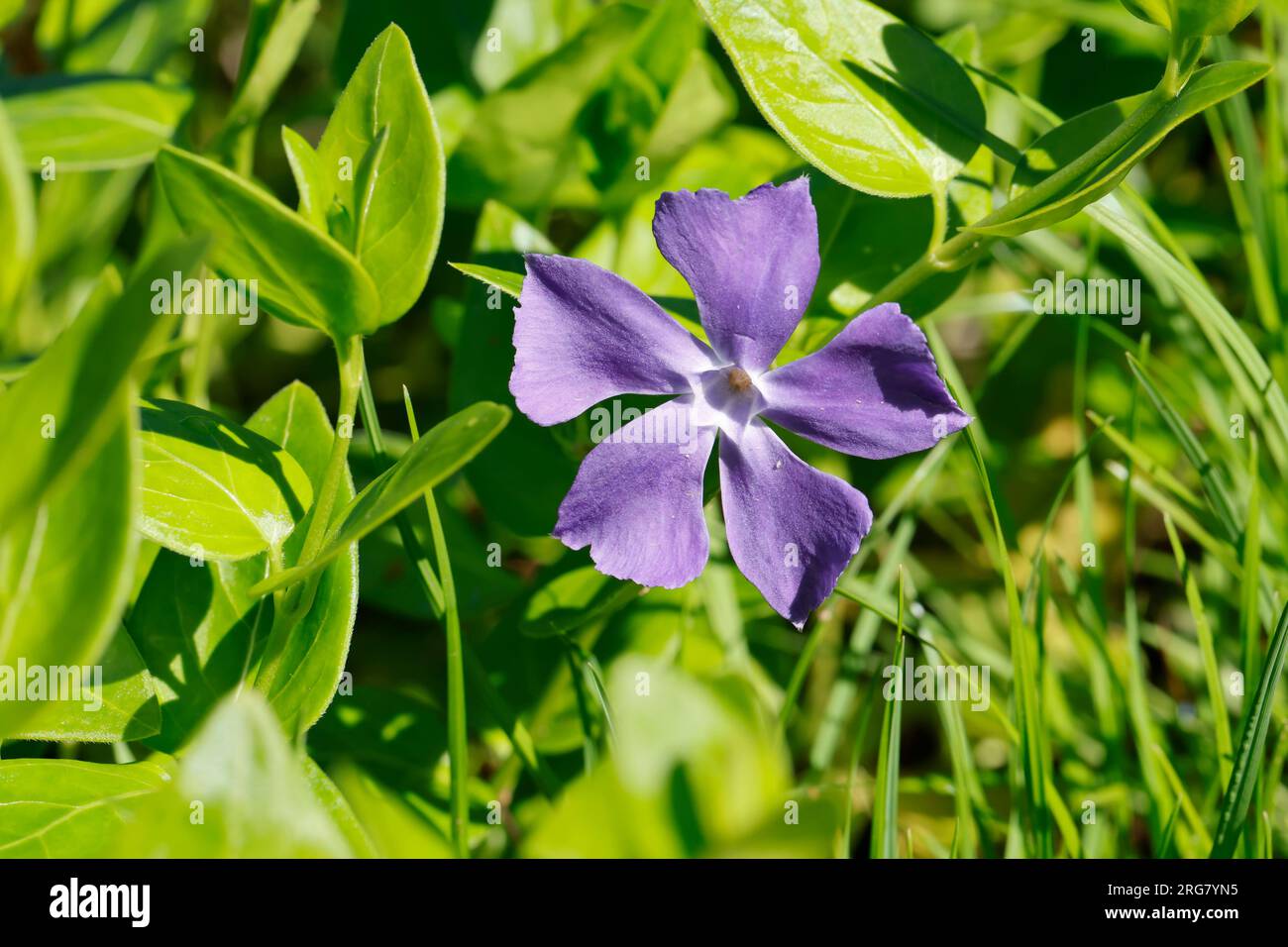 Großes Immergrün, Grosses Immergrün, vinca Major, periwinkle bigleaf, large periwinkle, maggiore perturbazione, perturbazione blu, la grande pervenche Foto Stock