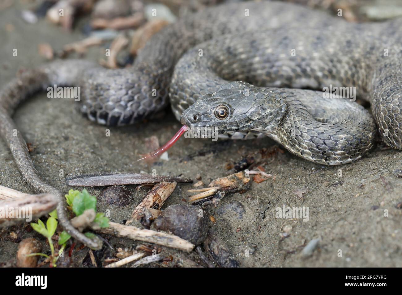 Würfelnatter, Würfel-Natter, Natter, Natrix tessellata, dice serpente, serpente d'acqua, tessellée la Couleuvre Foto Stock