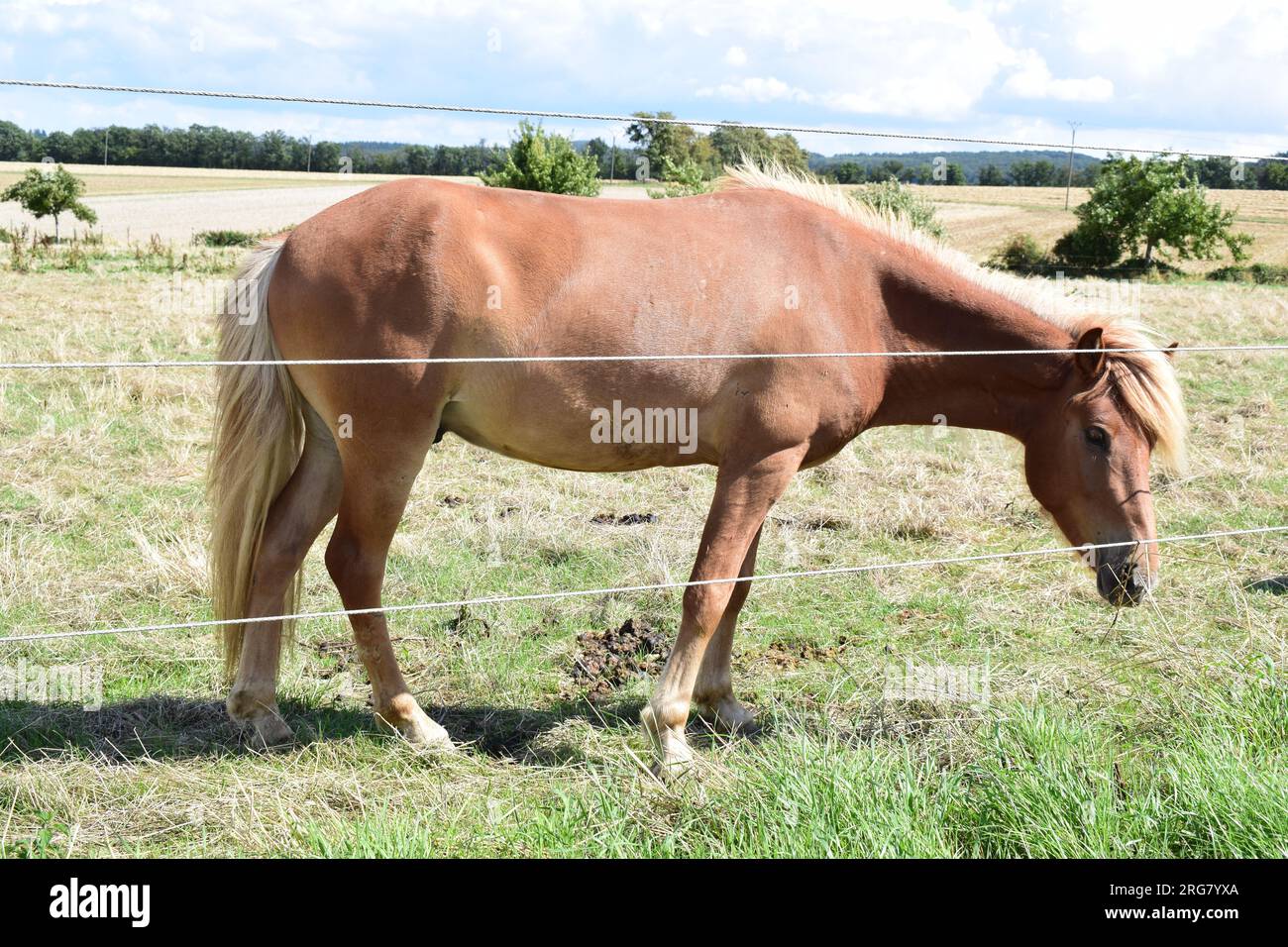 cavallo bruno su prati asciutti in estate Foto Stock