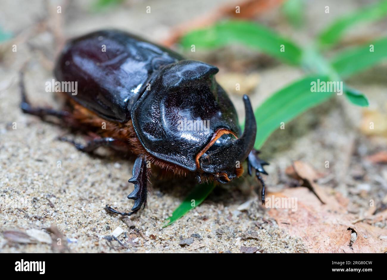 Oryctes nasicornis scarabeo su una foglia nella fauna selvatica Foto Stock