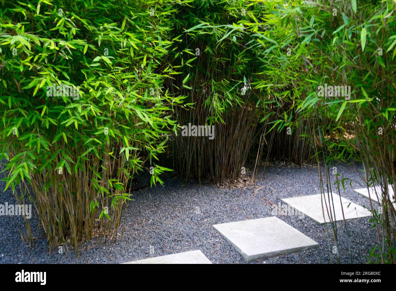 Evergreen, Fargesia murielae, bambù Fargesia, Giardino, angoli verdi del sentiero e gru Foto Stock