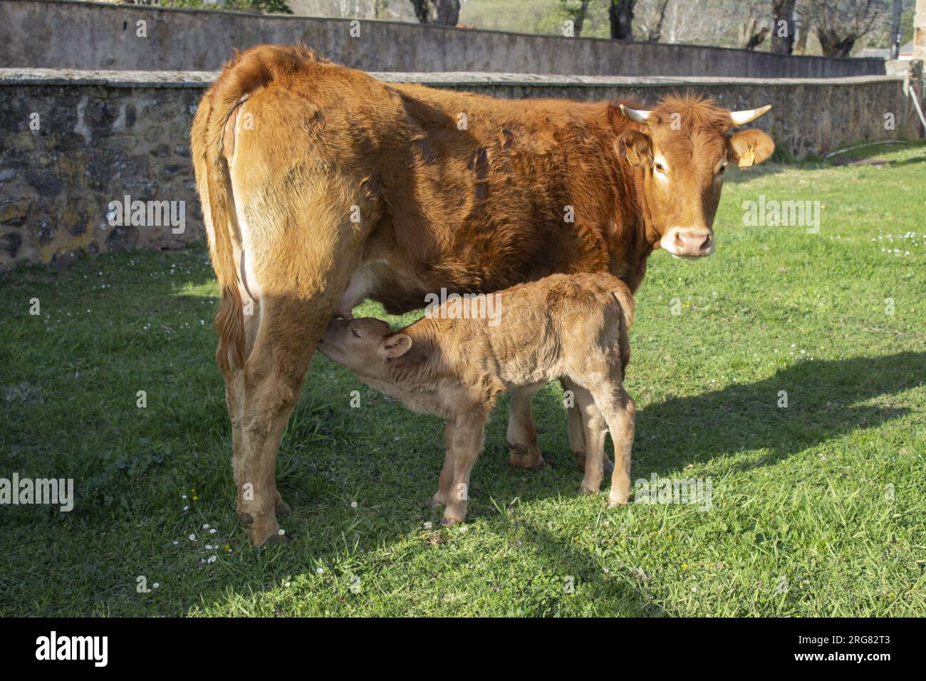 La foto completa di una mucca le ha succhiato pazientemente il vitello in una fattoria in una giornata di sole. Foto di famiglia. Vista orizzontale. Foto Stock