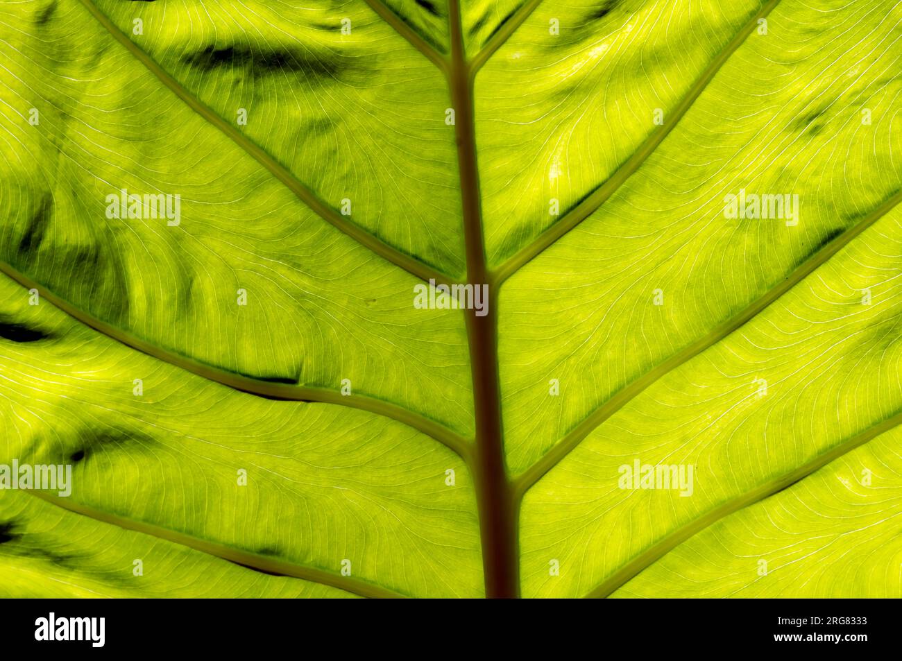 Una foglia di orecchie di elefante, una foglia di taro, Colocasia esculenta, scatto con retroilluminazione. Sfondo naturale. Foto Stock