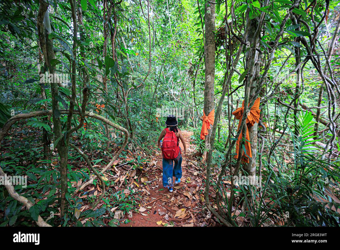 Donna che fa trekking da sola nella giungla di Koh Kood, Thailandia Foto Stock