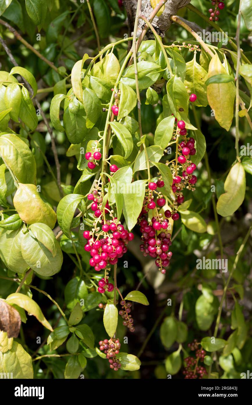 Hierbamora o hediondo (Bosea yervamora) è un arbusto endemico medicinale delle isole Canarie. Frutta (bacca) dettaglio. Foto Stock