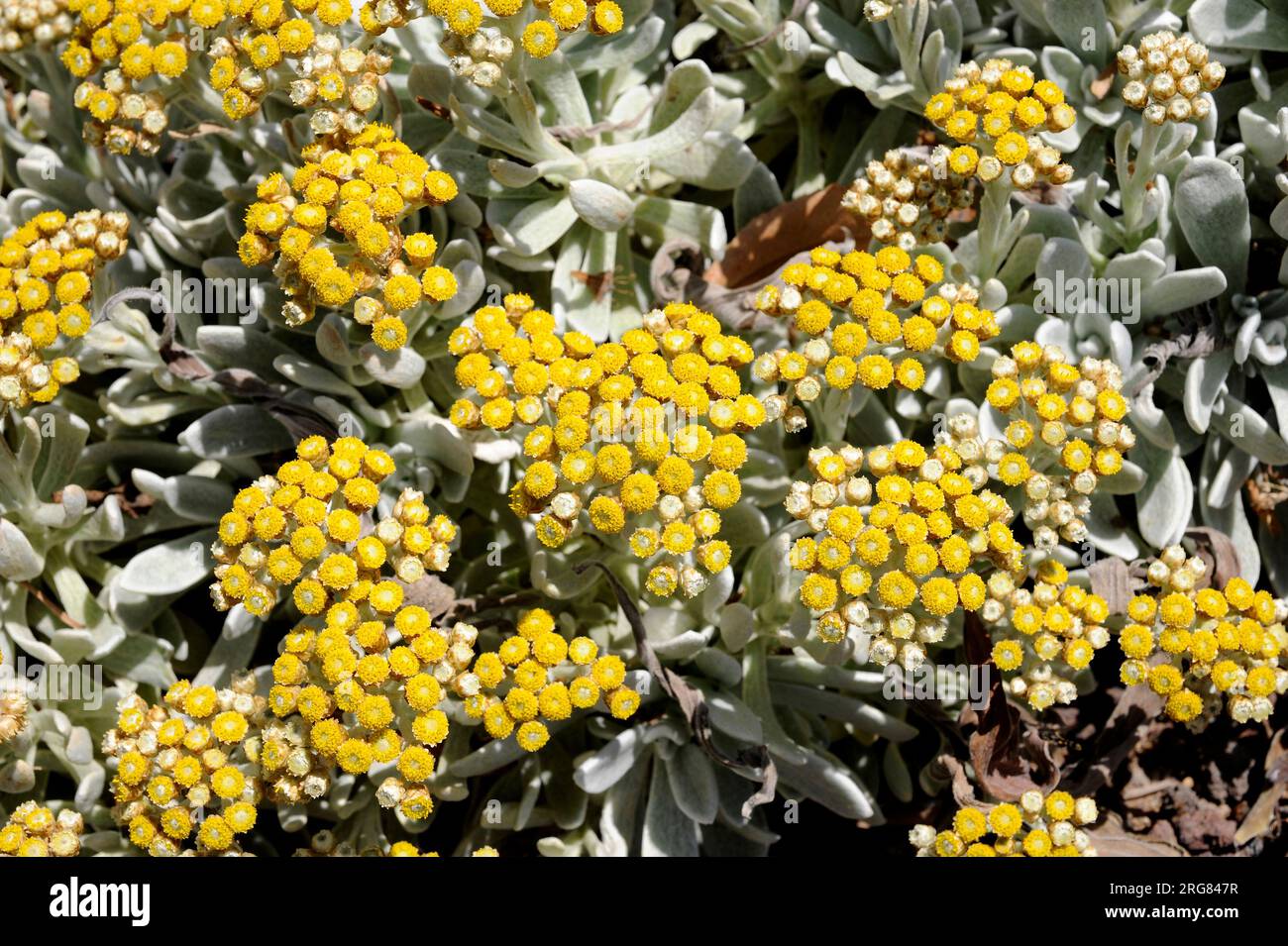 Algodonera o yesquera amarilla (Helichrysum gossypinum) è una pianta endemica dell'isola di Lanzarote, Isole Canarie, Spagna. Foto Stock