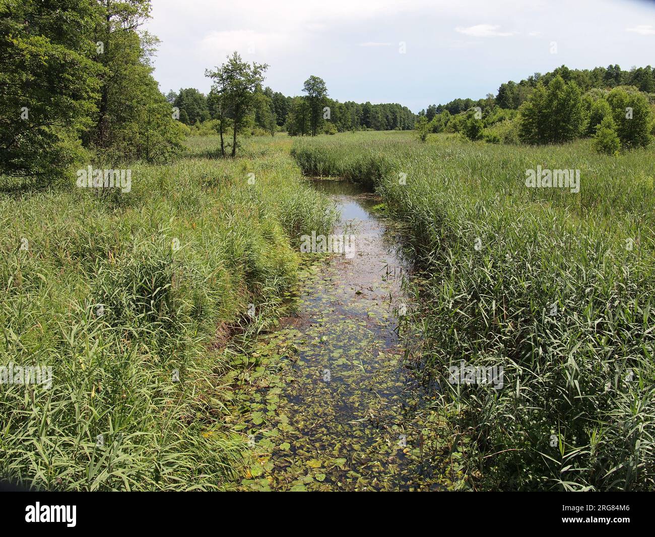 Białowieża (Provincia di Podlasie, Repubblica di Polonia) Foto Stock