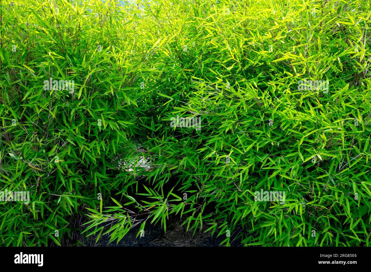 Bambù Fargesia murielae, Evergreen, Fargesia bamboo Foto Stock