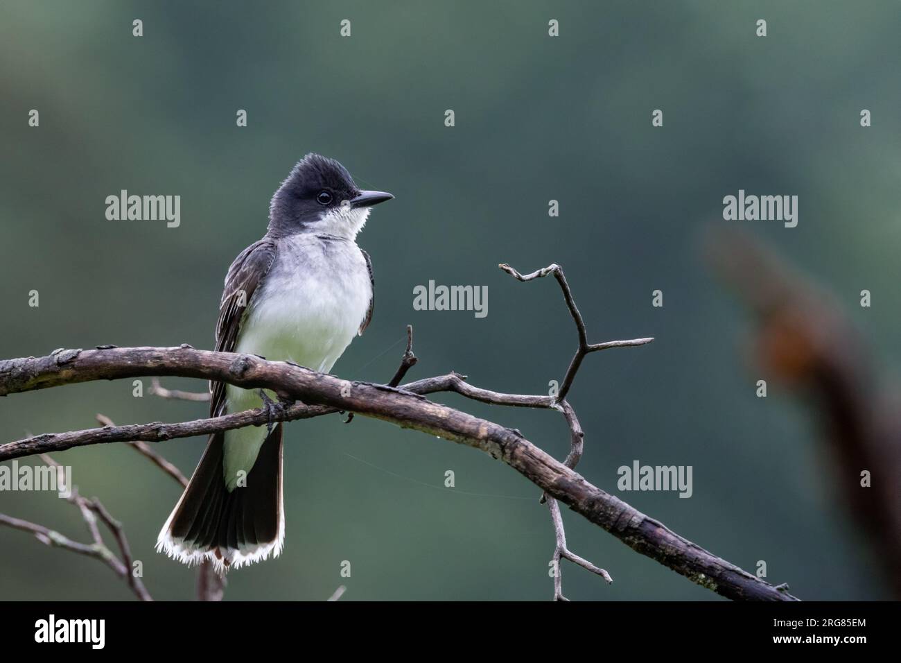 Kingbird orientale Foto Stock