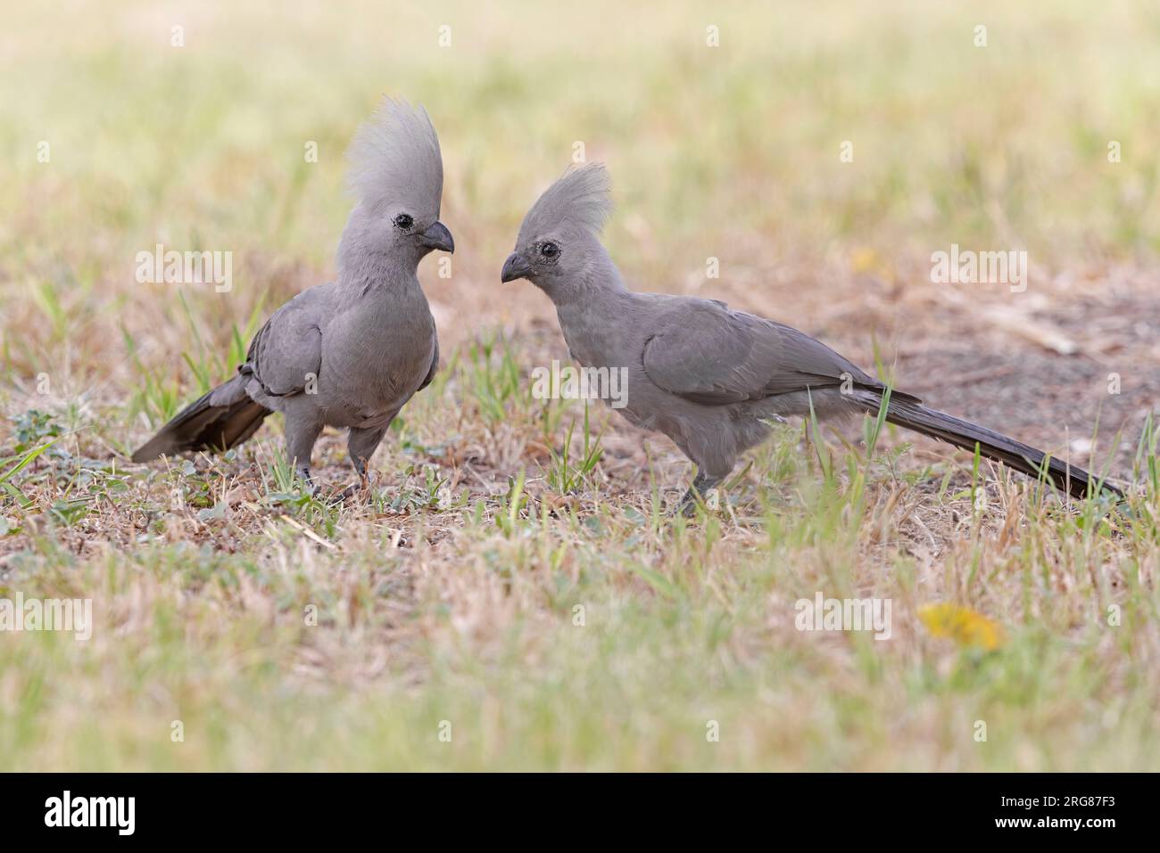 Gray Go-Away-Bird, namutoni, Etosha, Namibia, marzo 2023 Foto Stock