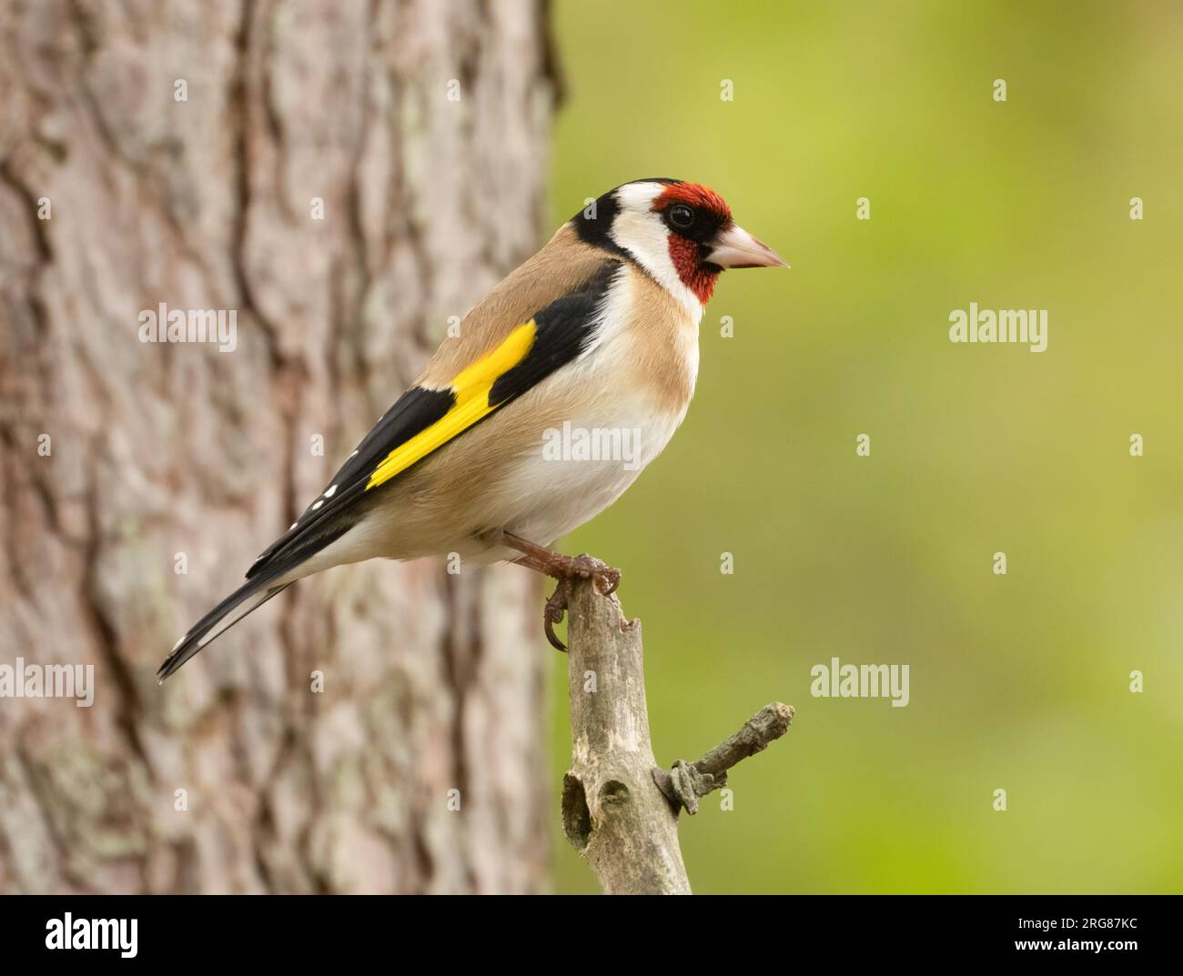 Bellissime piume colorate di piumaggio su un piccolo uccello di goldfinch arroccato su un ramo nel bosco con sfondo naturale della foresta Foto Stock
