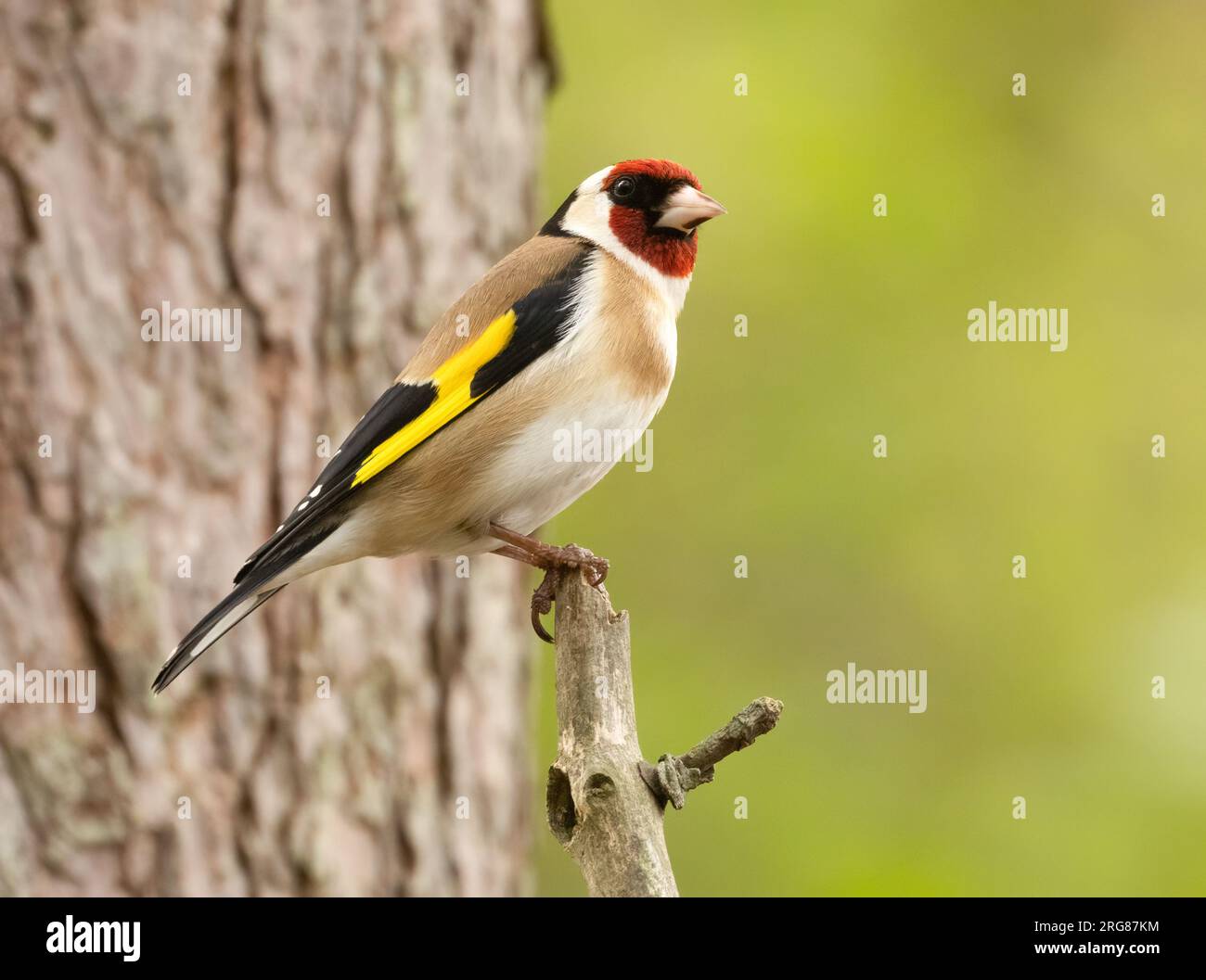 Bellissime piume colorate di piumaggio su un piccolo uccello di goldfinch arroccato su un ramo nel bosco con sfondo naturale della foresta Foto Stock
