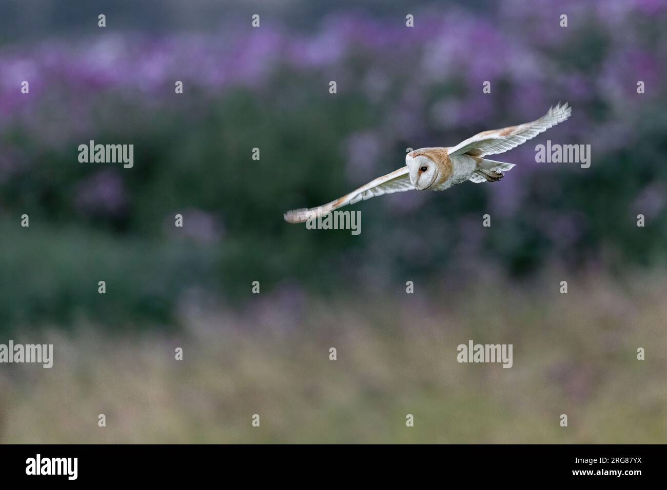 Barn Owl sorvola un prato con balsamo himalayano sullo sfondo. Foto Stock