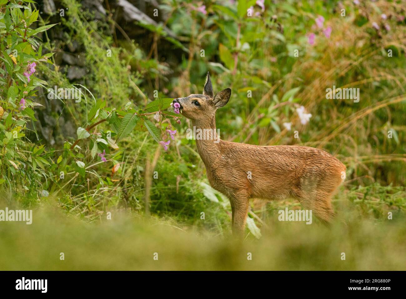 Il giovane Roe Deer mangia balsamo himalayano. Foto Stock