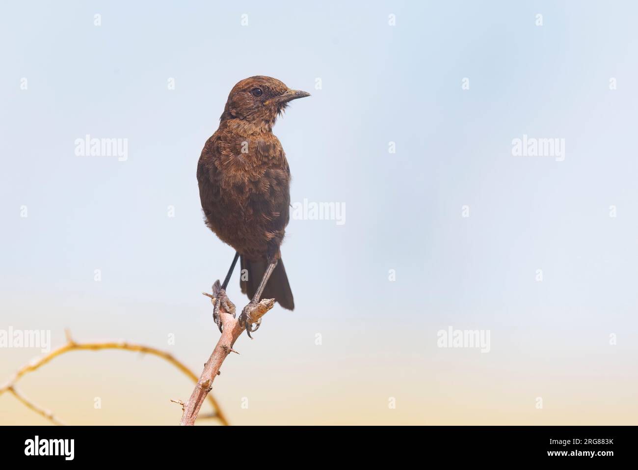 Southern Anteater-Chat, Andoni Plains, Etosha, Namibia, marzo 2023 Foto Stock