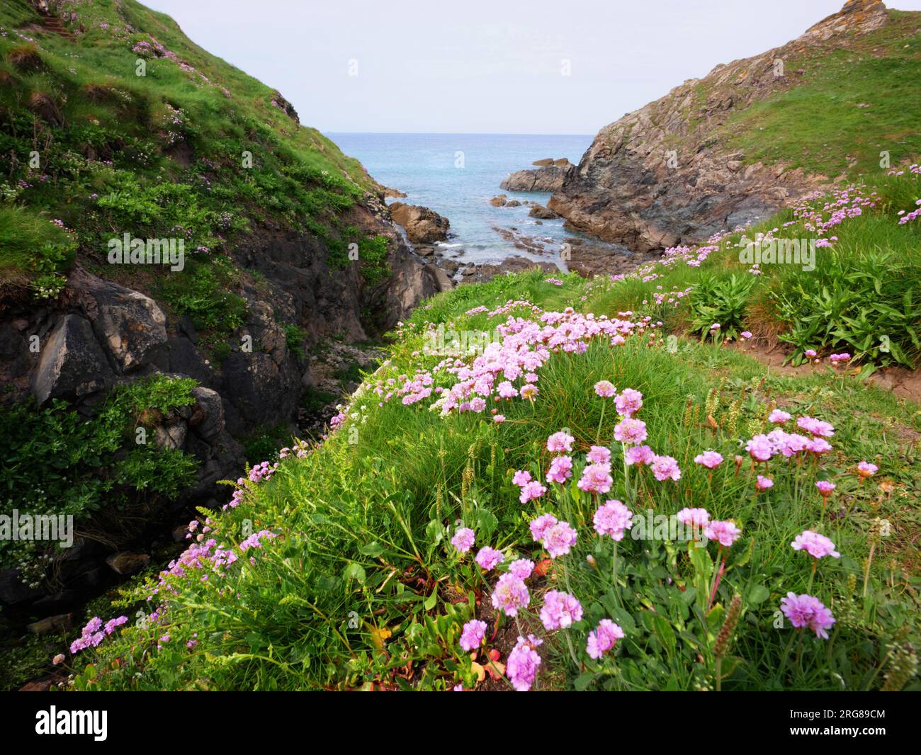 I pinni marini fioriscono vicino a Lizard Point, Cornovaglia. Foto Stock