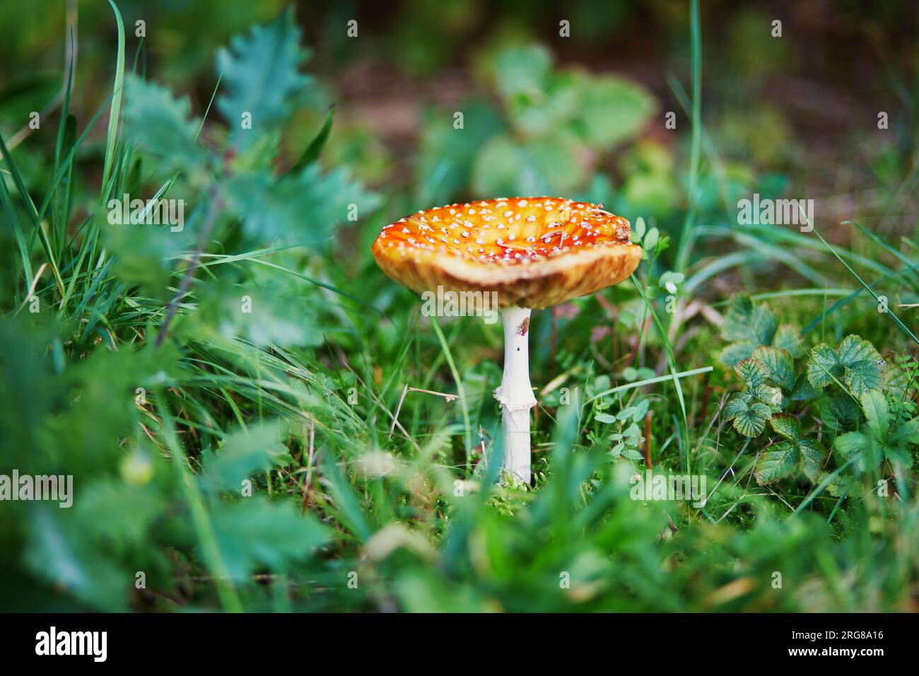 Toadstool, primo piano di un fungo velenoso nella foresta Foto Stock