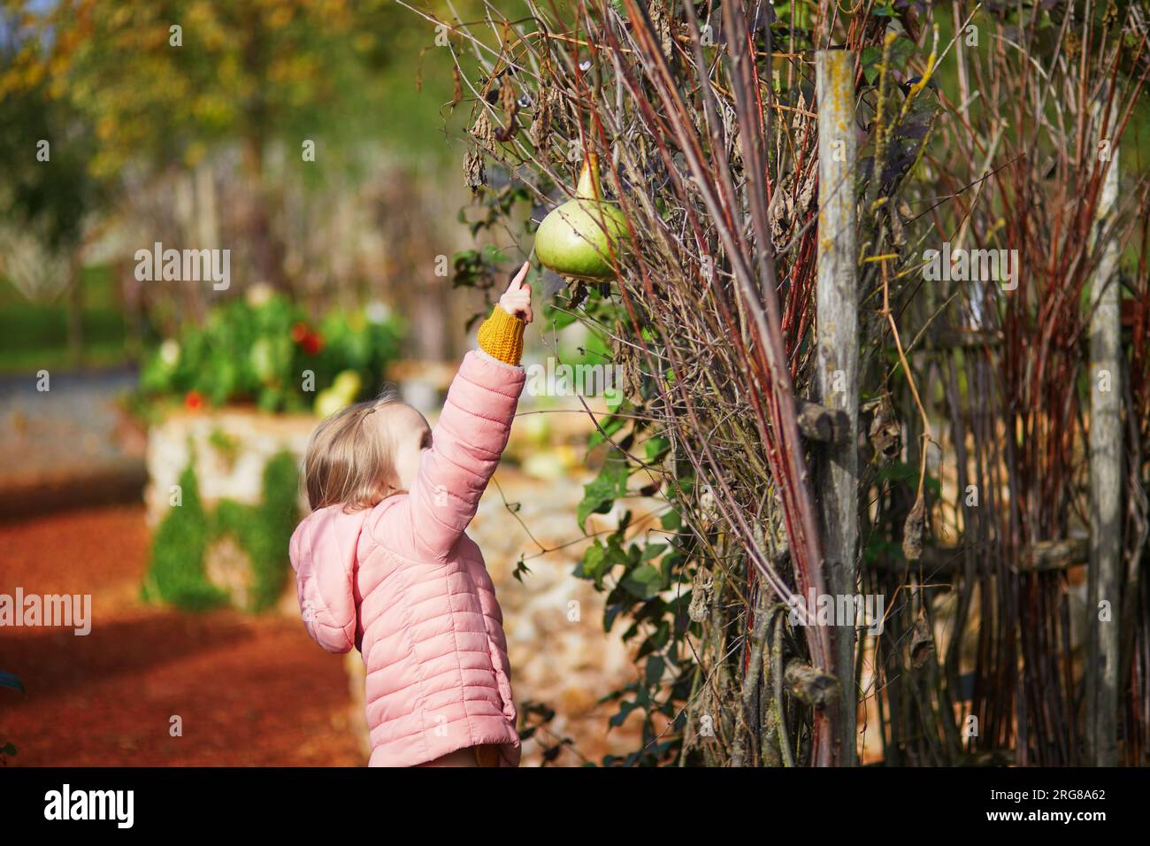 Bambina in età prescolare che guarda come le verdure crescono nell'orto. Bambini che esplorano la natura Foto Stock