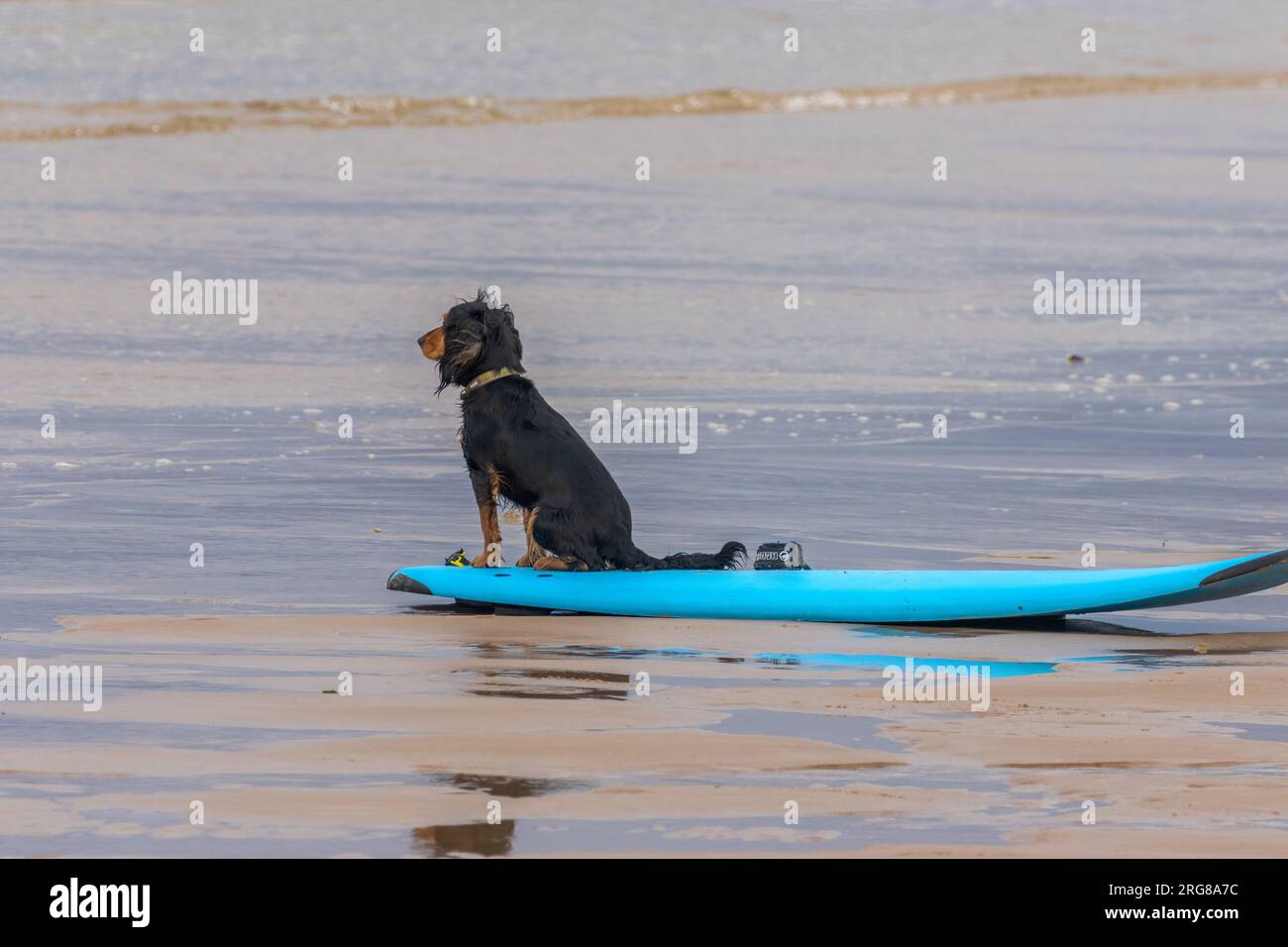 Black e Tan spaniel seduti su una tavola da surf turchese sul bordo del mare Foto Stock