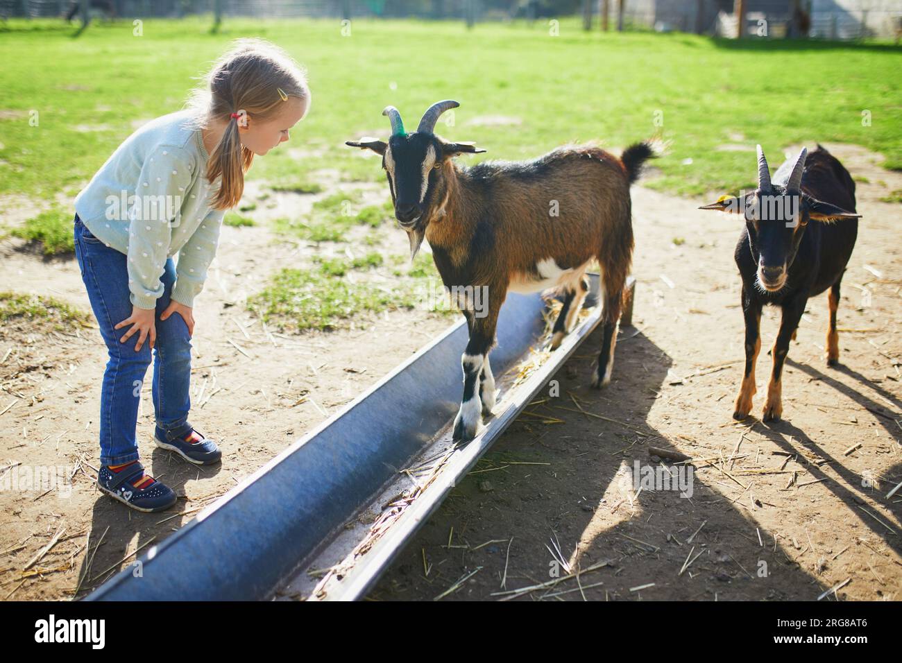 Adorabile bambina che gioca con le capre alla fattoria. Bambino che si familiarizza con gli animali. Agricoltura e giardinaggio per bambini piccoli. Attività all'aperto Foto Stock