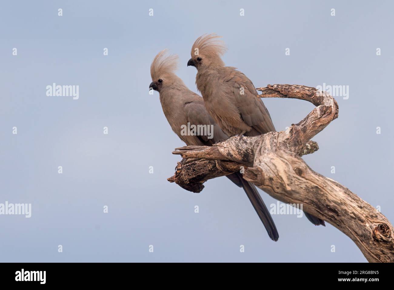 Gray Go-Away-Bird, namutoni, Etosha, Namibia, marzo 2023 Foto Stock